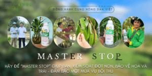 Chặn đọt sầu riêng hiệu quả - lá xanh dày