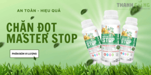 Chặn đọt sầu riêng cấp tốc - an toàn, hiệu quả