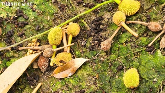 Chặn đọt sầu riêng để ngăn cạnh tranh dinh dưỡng với trái