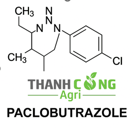 Chặn đọt sầu riêng với hoạt chất Paclobutrazole