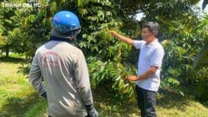 Kỹ sư Thành Công Agri hướng dẫn bà con cách chặn đọt sầu riêng