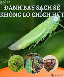 Thuốc trừ rầy