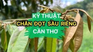 ky thuat chan dot sau rieng tai can tho